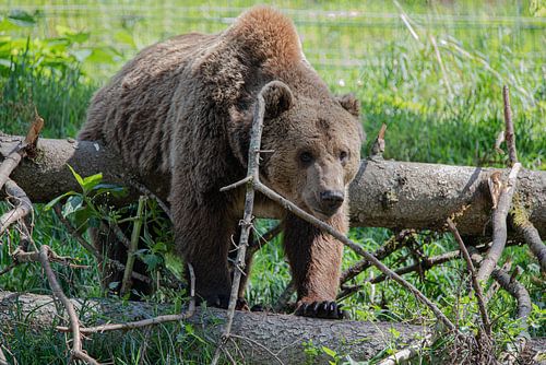 Braunbär