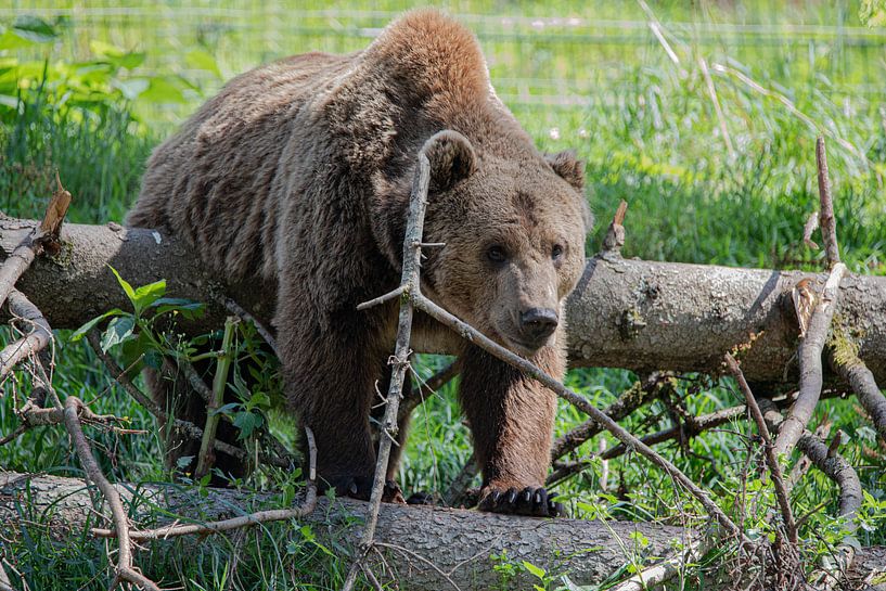 Braunbär von Julia Schellig
