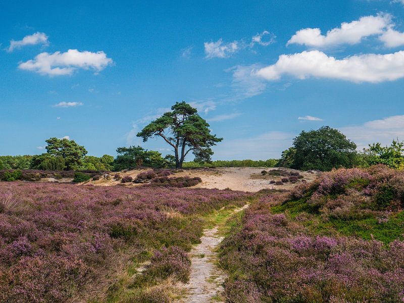 holland by snippefotografie