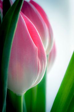 Tulpenbollen in zacht contrast, maar toch felle kleuren. van Humphry Jacobs