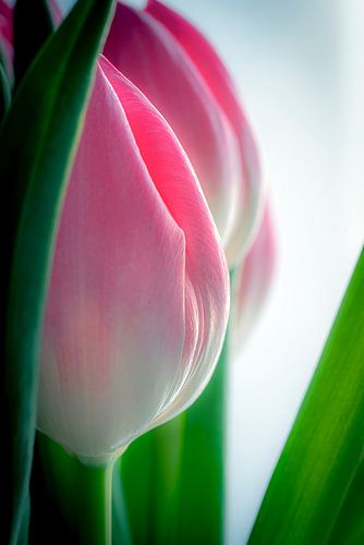Des bulbes de tulipe dans des couleurs puissantes, douces et contrastées, mais lumineuses.