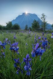 Blaue Schwertlilie auf der Zugspitze von Martin Podt