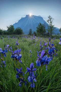 Blauwe iris op de Zugspitze van Martin Podt