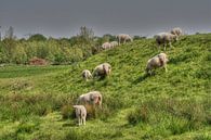 Schapen Kinderdijk van Koos Kreukniet thumbnail