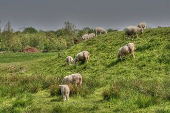 Schapen Kinderdijk