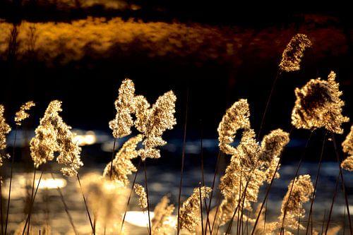 Evening atmosphere at the lake