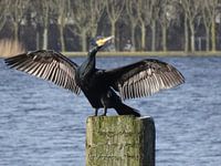 Cormorant