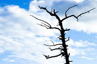 Leafless tree against a clear blue sky with white clouds