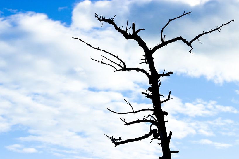 Bladloze boom tegen een heldere blauwe lucht met witte wolken van Devin Meijer