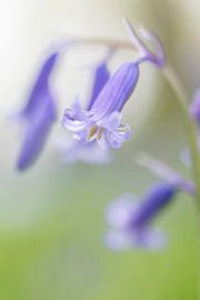 Jacinthe des bois avec goutte de pluie.  sur Jacqueline de Groot