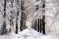 The Veluwe in white beautiful layer of snow on the trees