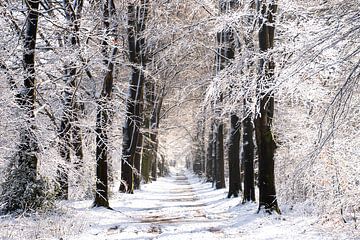 Le Veluwe en blanc, une belle couche de neige sur les arbres sur Esther Wagensveld