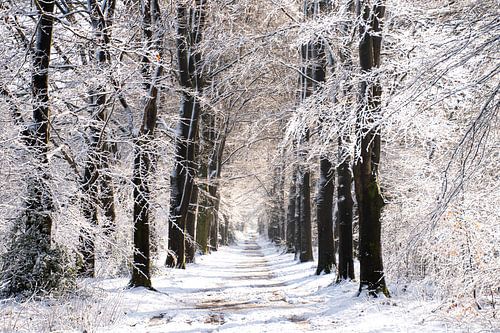 Die Veluwe in weiß schöne Schneedecke auf den Bäumen