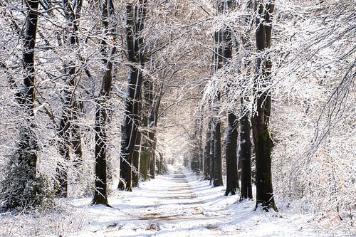 De Veluwe in het wit mooi laagje sneeuw op de bomen