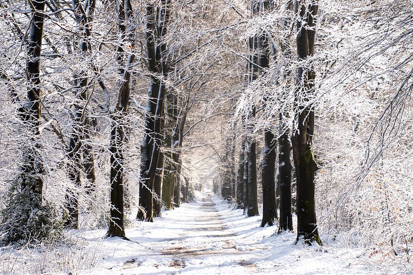 The Veluwe in white beautiful layer of snow on the trees by Esther Wagensveld