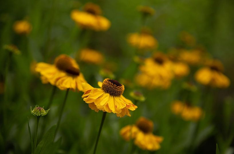 Champ coloré de fleurs de Rudbeckia en pleine floraison par Wildlife Designs