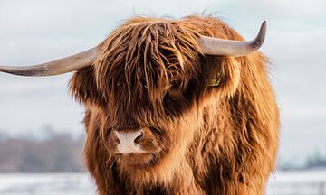Portrait d'une vache écossaise Highlander