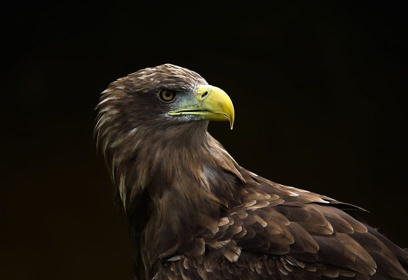 Portrait of the European Bald Eagle by Derck Engelbracht