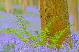 Forest springtime landscape with Bluebell flowers