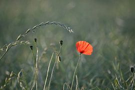 Poppy in a field