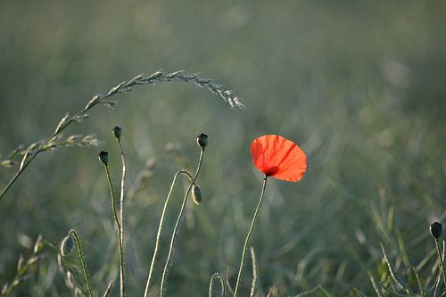 Papaver in het veld