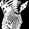 een zebra monochroom gemengde techniek van Werner Lehmann