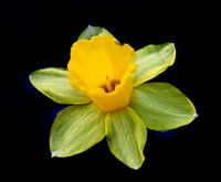 Narcis