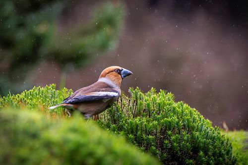 Appelvink in de regen