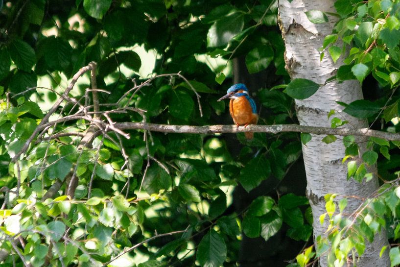 Kingfisher by Peter Veerman