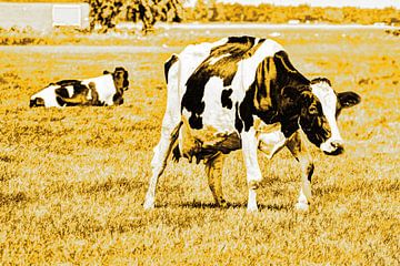 Vaches noires et blanches dans le pré Or