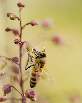 Honey bee on a plant by Jan