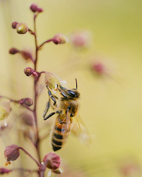 Honey bee on a plant by Jan