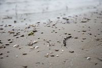 Pebbles by the lake