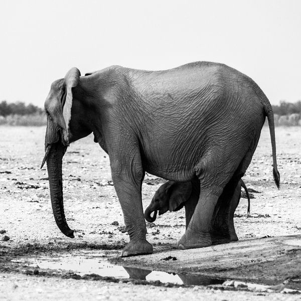 Olifanten in Etosha NP par Henri Kok