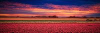 Colorful bulb fields by eric van der eijk thumbnail