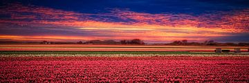 Colorful bulb fields by eric van der eijk