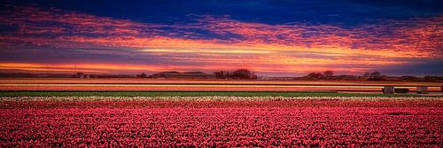 Colorful bulb fields