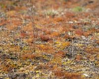 Vegetation