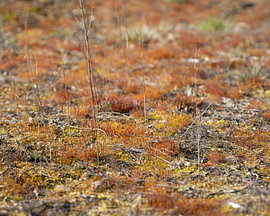 Vegetation