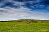 Wijds Terschellings landschap: blauwe hemel, groen gras en 1 koe van Paul Teixeira thumbnail
