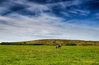 Wijds Terschellings landschap: blauwe hemel, groen gras en 1 koe sur Paul Teixeira Aperçu