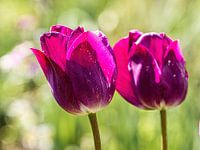 Together in the full spring sunshine