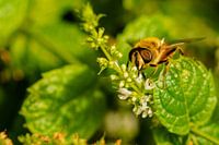 Vlieg op munt-plant