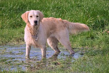 hond spelend met water van Miny'S