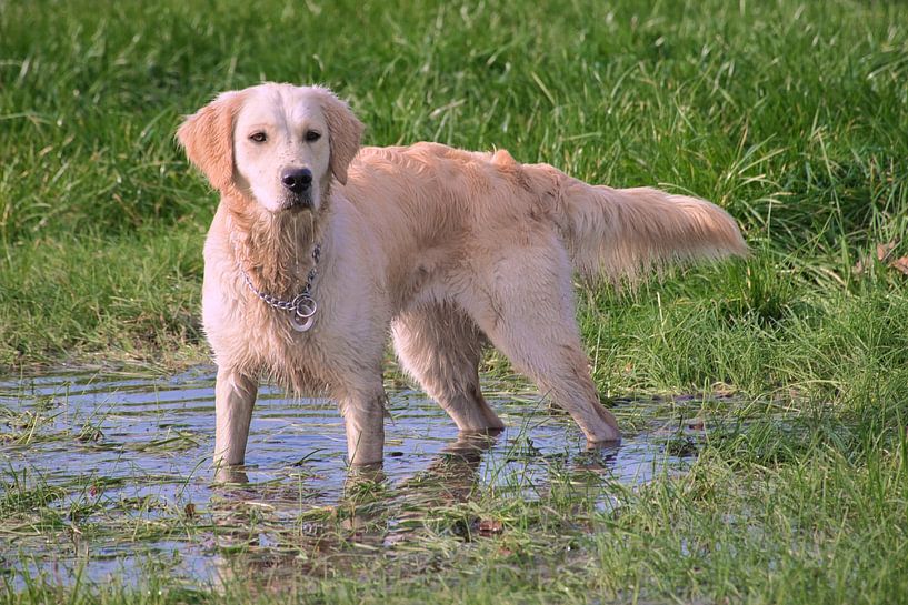 dog playing with water by Miny'S