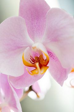 macro pink white orchid by marloes voogsgeerd