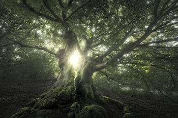 A Song for Verdant Ones – Sonnenstrahlen Durch Bäume