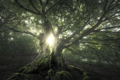 A Song for Verdant Ones – Sunbeams Through Trees