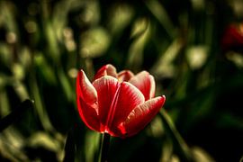 Wilde Tulpen op de Veluwe