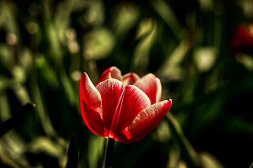 Wilde Tulpen op de Veluwe